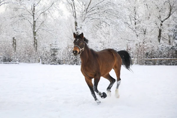 Paard is galopperen op sneeuw bedekte weide — Stockfoto