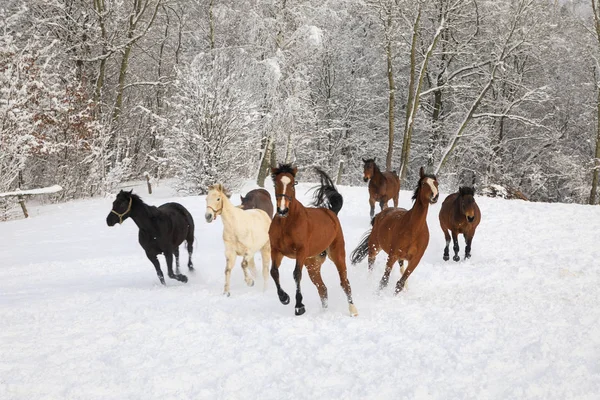 Paarden zijn galopperen op sneeuw bedekte weide — Stockfoto