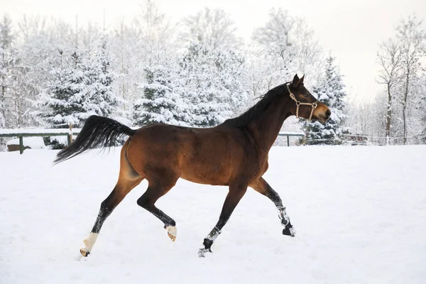 Ló vágtató, a havas rét — Stock Fotó