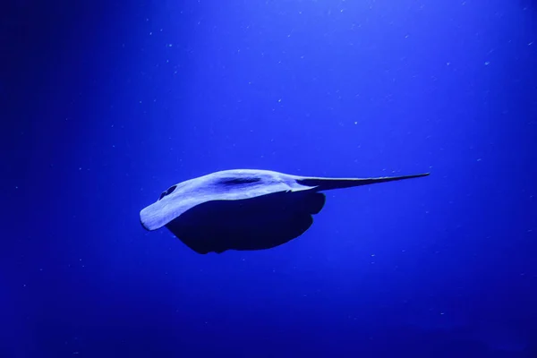 Stingray in deep blue water