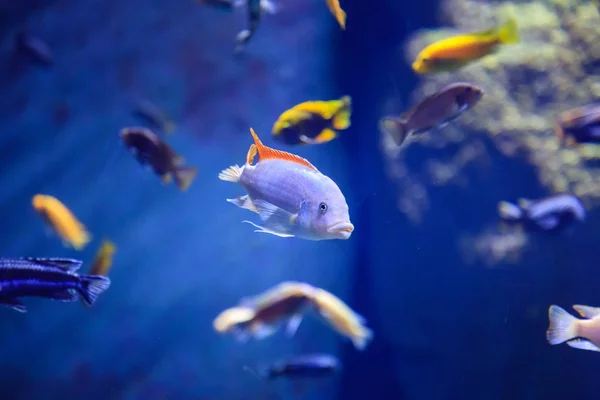 Подводный мир: морская жизнь в голубой воде — стоковое фото