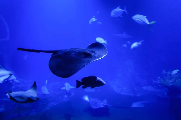 Stingray в глубокой синей воде — стоковое фото