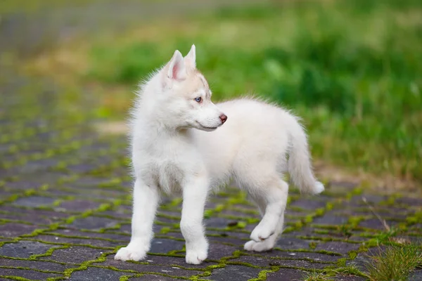 庭のハスキーの子犬 — ストック写真