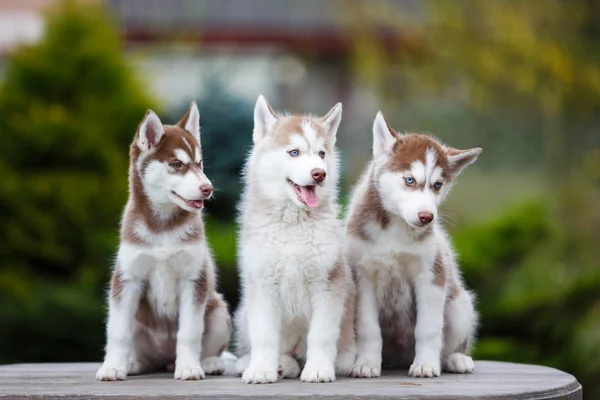 Husky szczenięta na stole — Zdjęcie stockowe