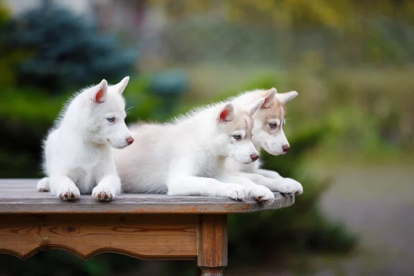 Husky szczenięta na stole — Zdjęcie stockowe