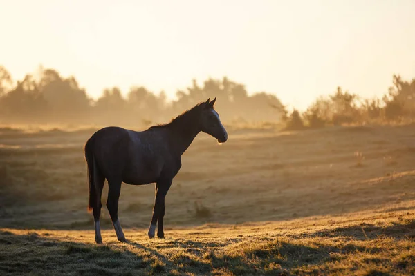 Häst i dimmiga solljus — Stockfoto