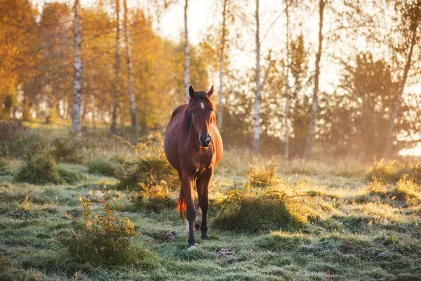 Häst i dimmiga solljus — Stockfoto