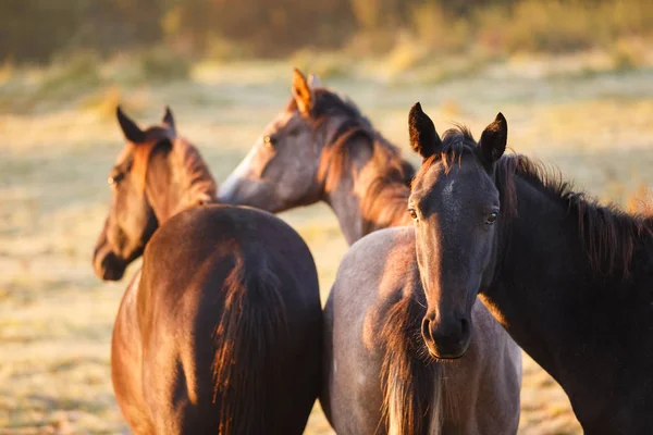 Kudde van paarden in de ochtendzon — Stockfoto