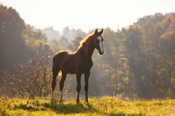 Schattig veulen in de ochtendzon — Stockfoto