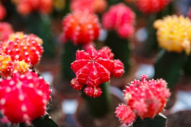 Kaktüs yakın çekim