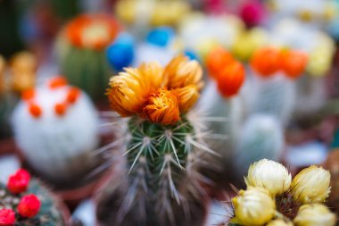 Kaktüs yakın çekim