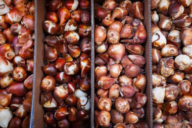 Lale soğanı yakın çekim