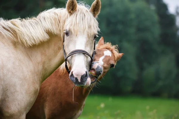 彼女の母を持つ馬します。 — ストック写真