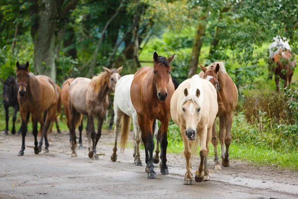Manada de caballos en el camino — Foto de Stock