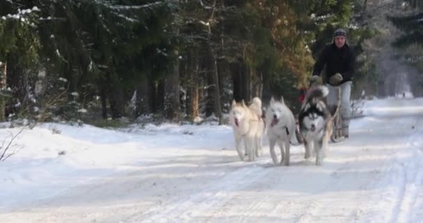 Treinamento Cães Trenó Estrada Rural Inverno — Vídeo de Stock