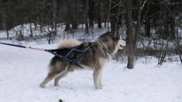 Husky Mansperson Hund Koppel Skogen Vinter — Stockvideo