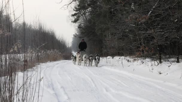 冬の田舎の道にそり犬の訓練 — ストック動画