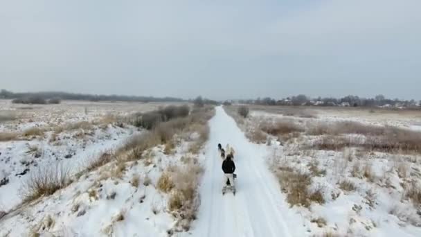 Kışın Hava Görünümünü Kızak Köpekleri Kırsal Yolda Eğitim — Stok video