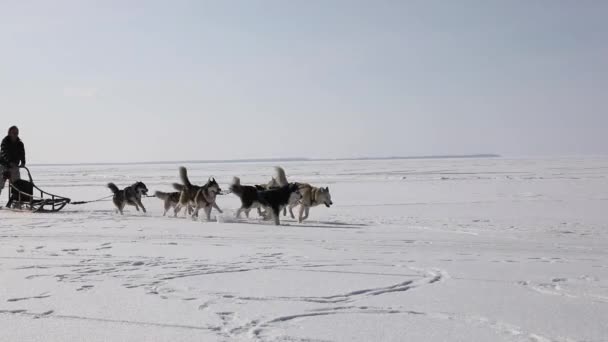 Allenamento Cani Slitta Una Baia Ghiacciata Inverno — Video Stock