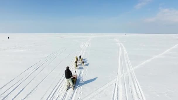 Antenne Schlittenhunde Trainieren Winter Auf Einer Gefrorenen Bucht — Stockvideo