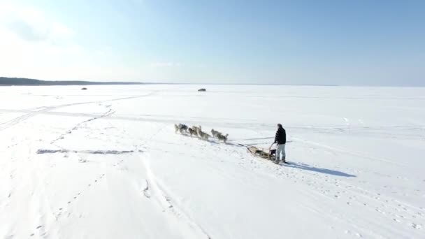 Κεραία Κατάρτιση Έλκηθρο Σκύλων Έναν Κόλπο Κατεψυγμένα Χειμώνα — Αρχείο Βίντεο