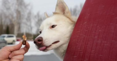 Adam bir parça çikolata husky köpek besleme