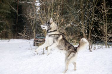 Husky köpek kış orman arka ayakları üzerinde duruyor