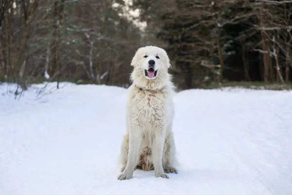 Pyrenean Mountain Dog in winter forest — Stock Photo, Image