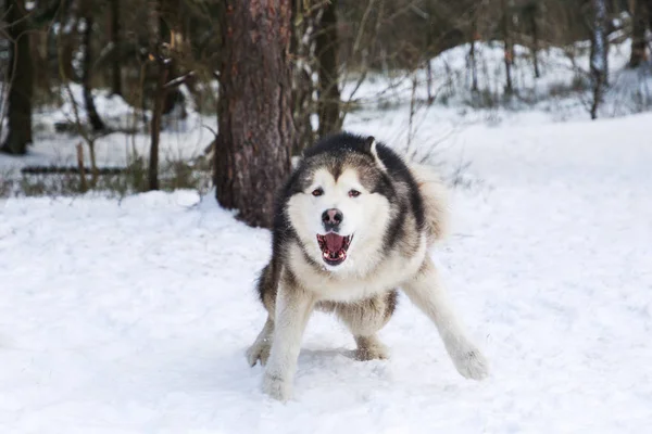 Kötü malamute köpek kış orman içinde — Stok fotoğraf