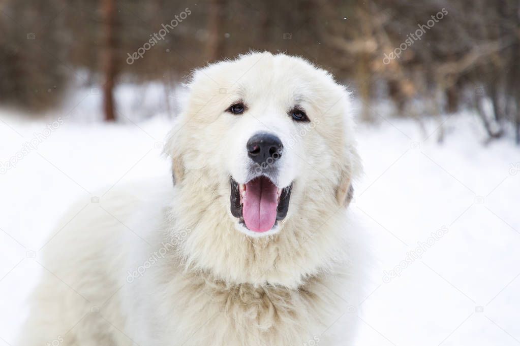Pyrenean Mountain Dog in winter forest