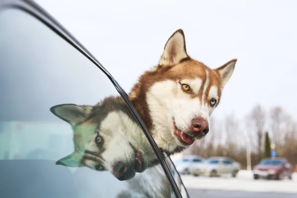 Husky está espiando por la ventana del coche. —  Fotos de Stock