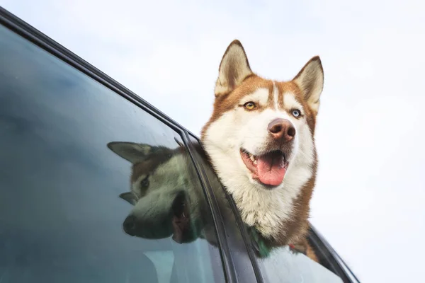 Husky less, autó ablakon — Stock Fotó