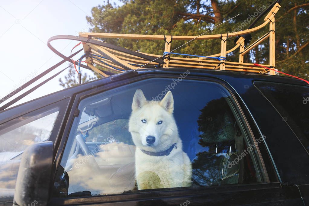 Dog sled in the car, view through glass