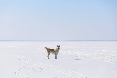Kışın donmuş körfezde kızak köpek