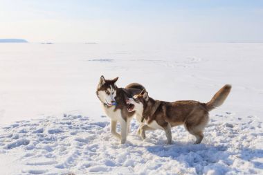 İki kızak köpekleri kışın donmuş körfezde oynuyorlar