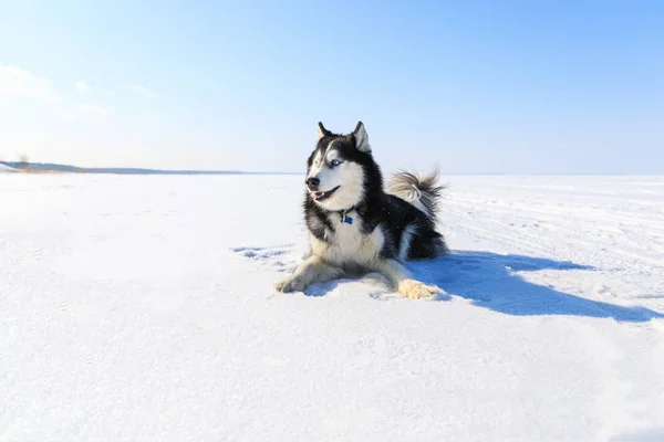 Cão de trenó na baía congelada no inverno — Fotografia de Stock