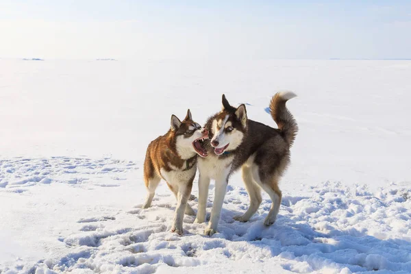 İki kızak köpekleri kışın donmuş körfezde oynuyorlar — Stok fotoğraf