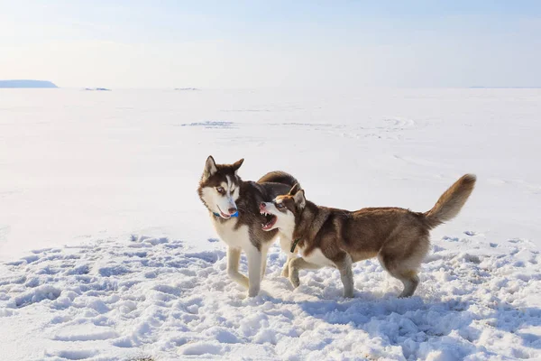 İki kızak köpekleri kışın donmuş körfezde oynuyorlar — Stok fotoğraf