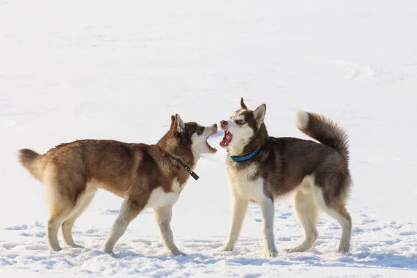 İki kızak köpekleri kışın donmuş körfezde oynuyorlar — Stok fotoğraf