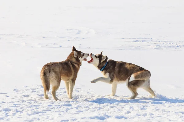 Twee sledehonden speelt op de bevroren baai in de winter — Stockfoto