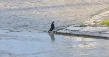 Karabatak kanatlarını Roma nehir kıyısında kurur