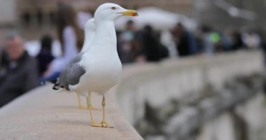 Martılar Roma'nın cazibe arka planı