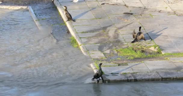 Kormoran Wysycha Skrzydłami Brzegu Rzeki Rzymu — Wideo stockowe