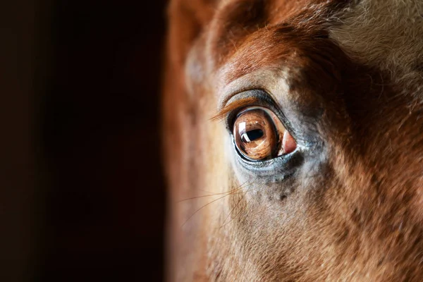 Œil du cheval gros plan — Photo