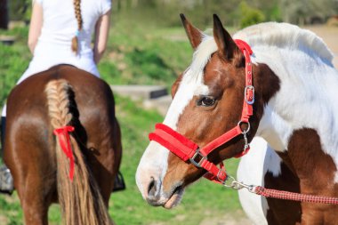 Horserider arka plan üzerinde benekli at