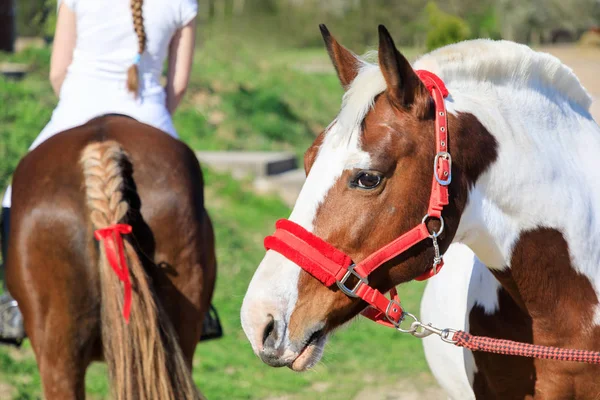 Horserider arka plan üzerinde benekli at