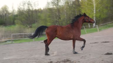 Güçlü at akşam çayır on dörtnala