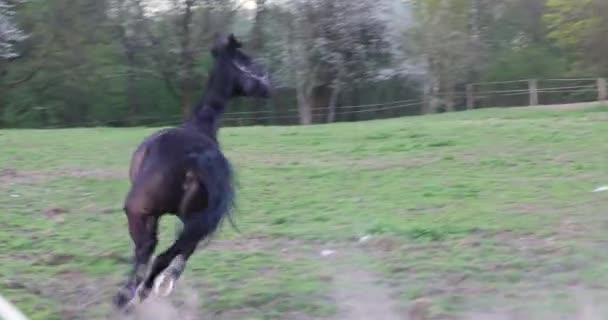 夜に強い馬が駆けての牧草地 — ストック動画
