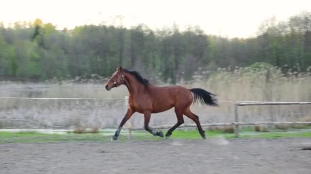 强壮的马在黄昏的草地上驰骋 — 图库视频影像