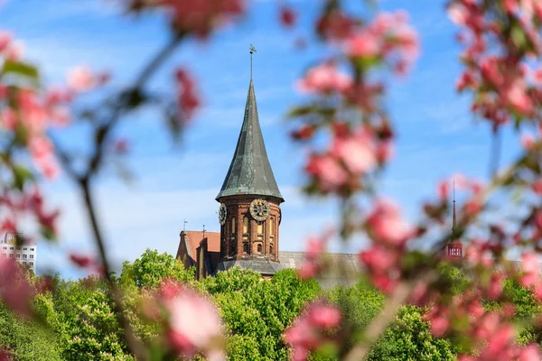 Spring in Kaliningrad — Stock Photo, Image